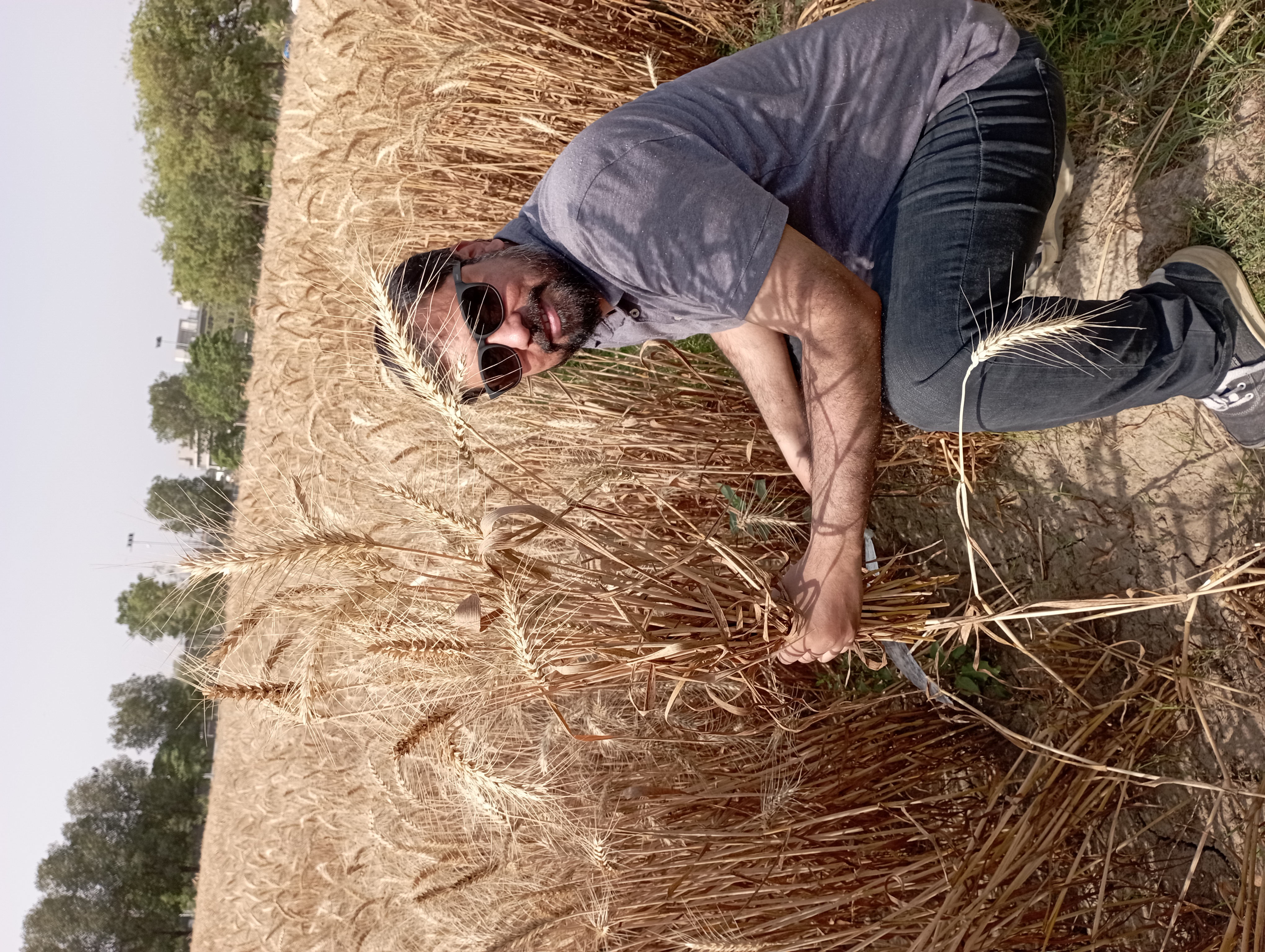 dr bashir in a wheat field