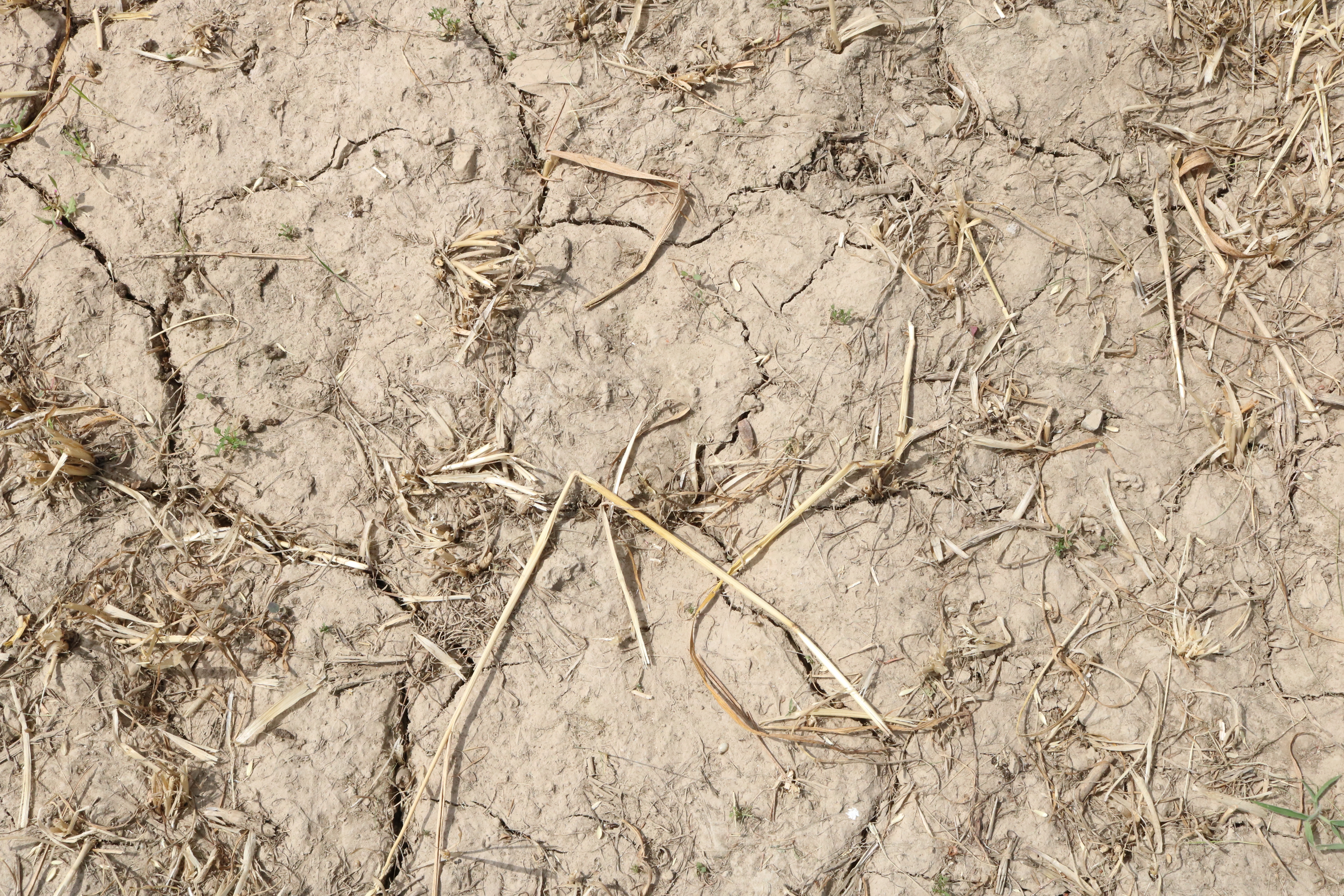 dry soil