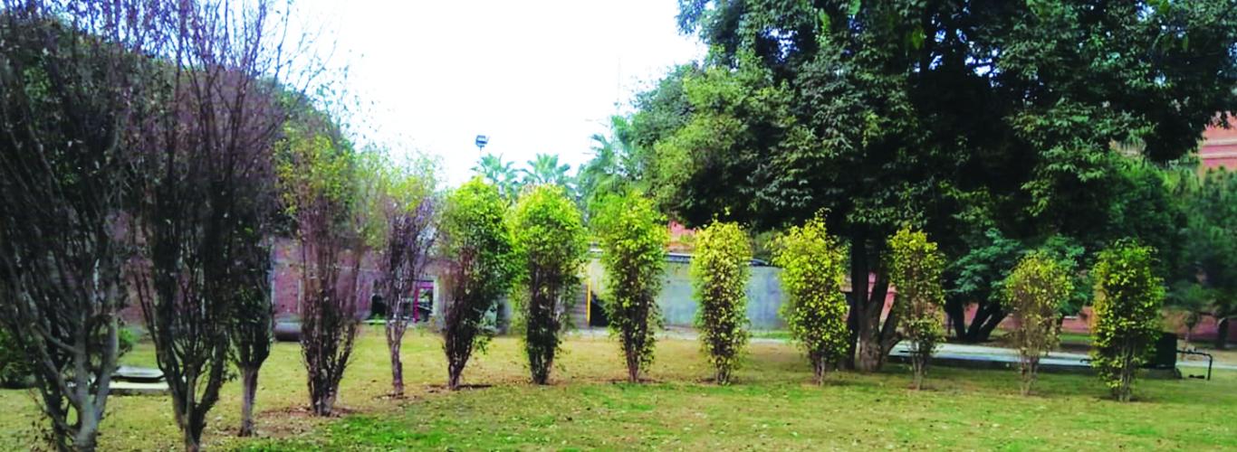 More Than 90 Trees Replanted Throughout the LUMS Campus