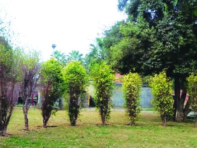 More Than 90 Trees Replanted Throughout the LUMS Campus